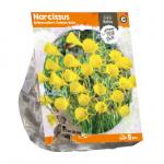 Baltus Narcissus Bulbocodium Golden Bells bloembollen per 5 stuks